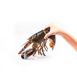 MANIPULADOR DE ALIMENTOS....